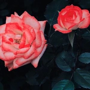 Meet your Posher, Enkhbayar